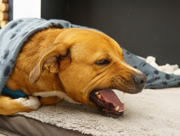 is CBD oil good for dogs with collapsed trachea