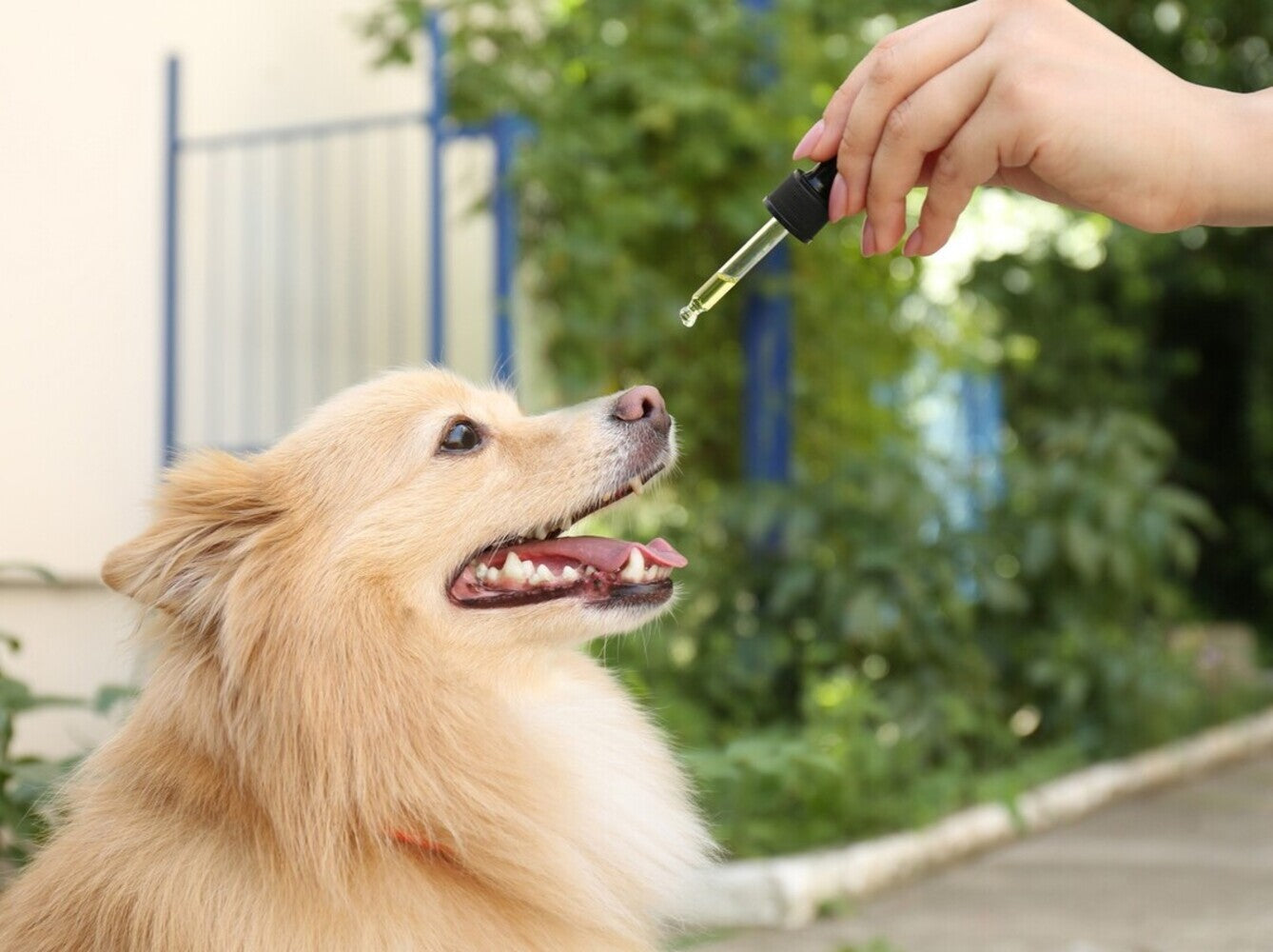 how often can you give a dog CBD