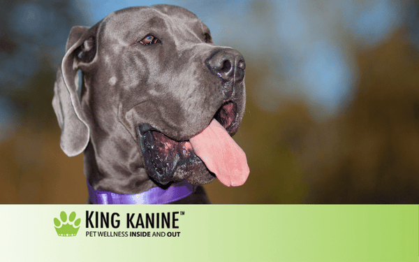 Cbd For Great Danes