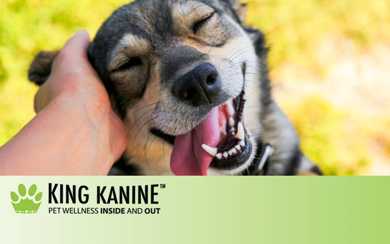 Hemp Oil Vs Cbd Oil For Dog