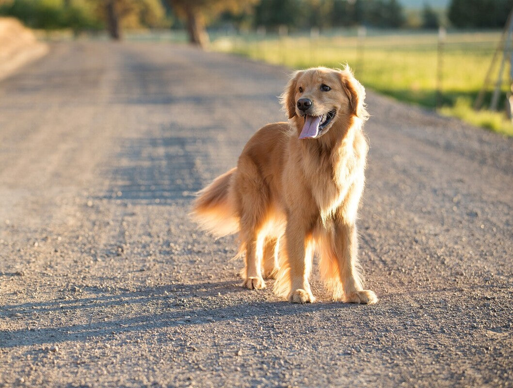 hemp seed oil for dogs benefits