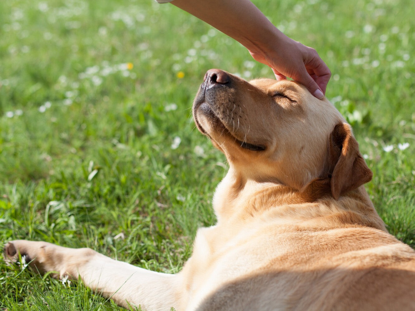 how does cbd help dogs