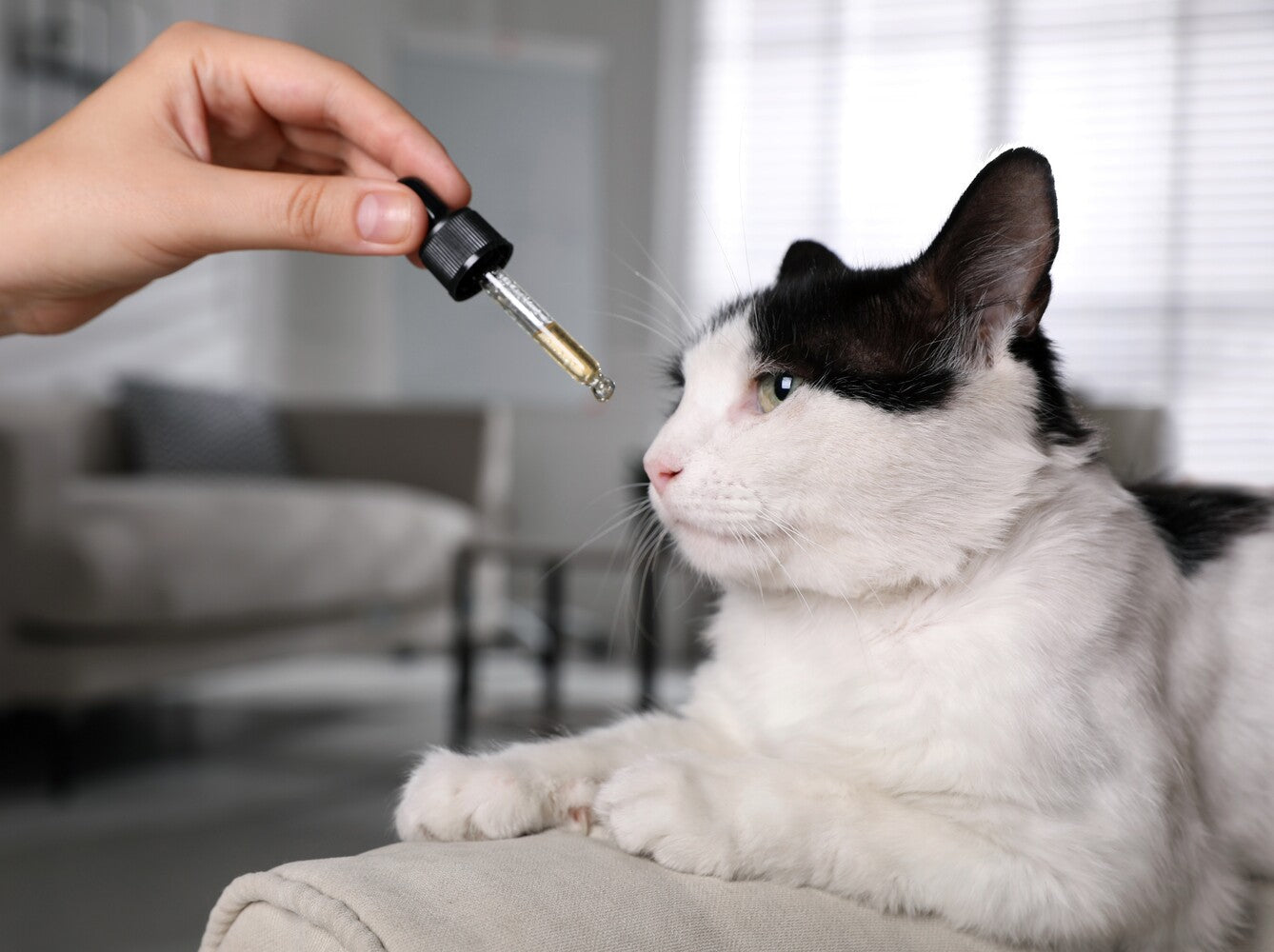 how much CBD can my cat have