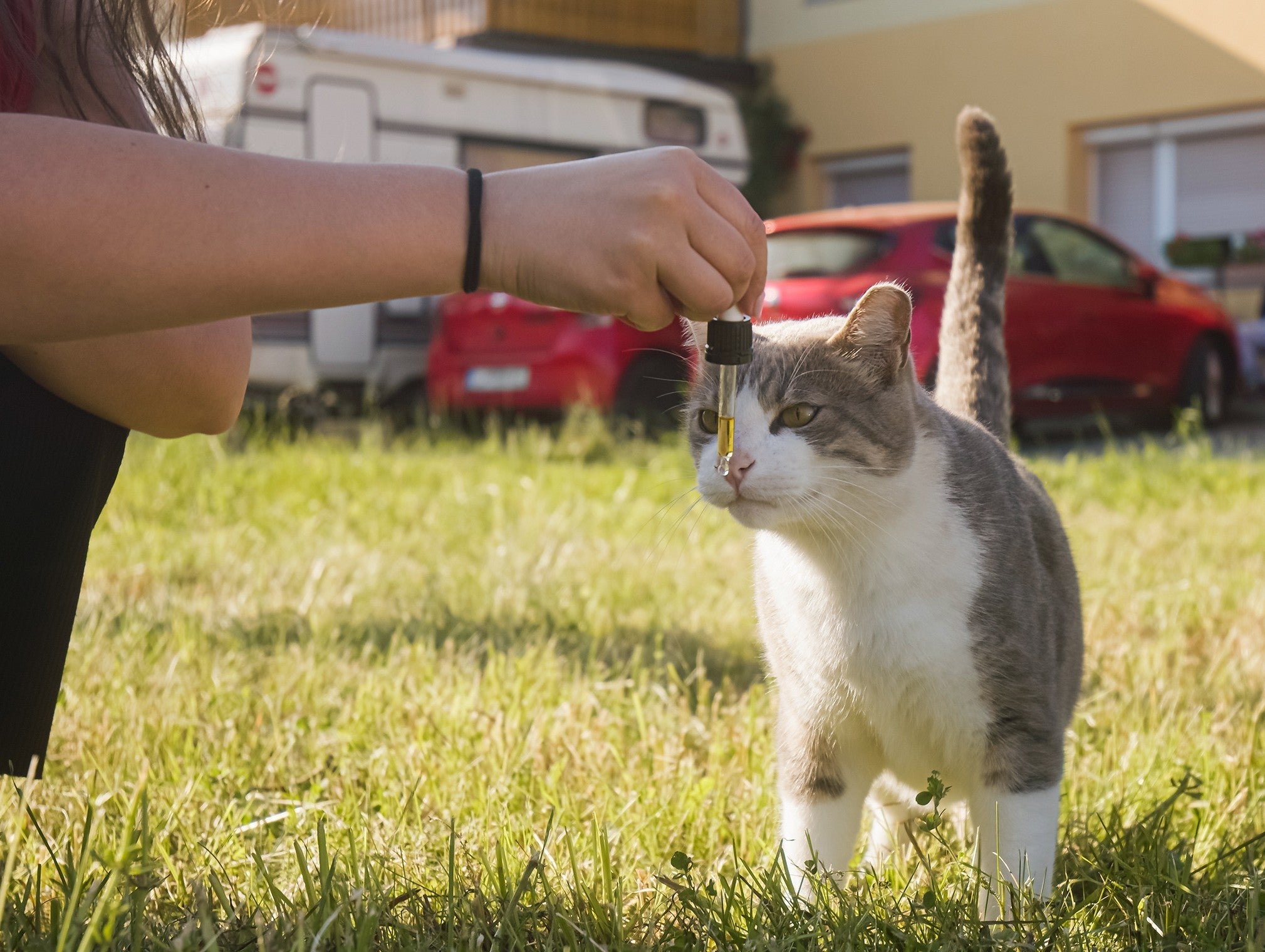 how to give cat CBD oil