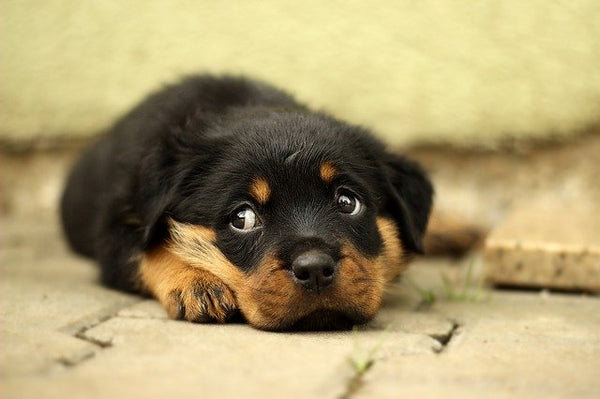 how to give your dog CBD for the first time
