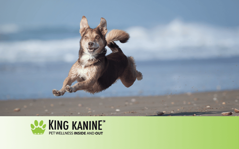 CBD for Hyperactive Dogs: Does it Work?