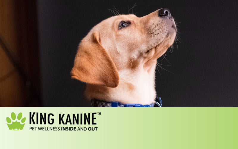 The Pet Owner's Guide to Seizures In Dogs: Can CBD Help? | King Kanine