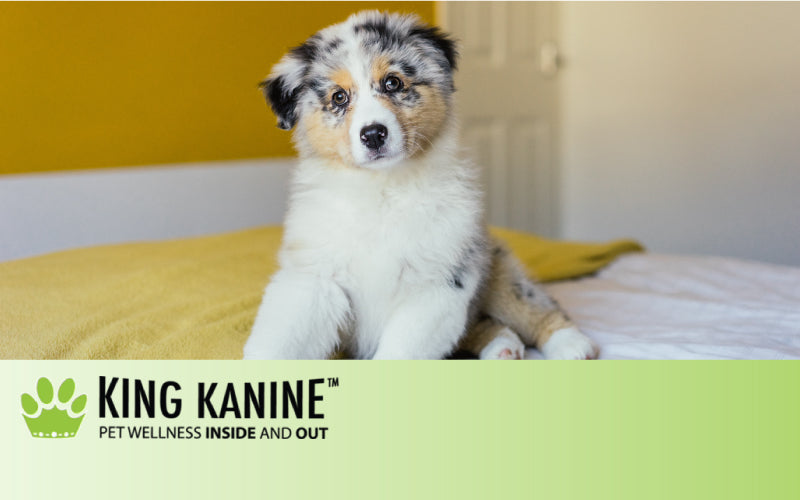 CBD Oil for Dogs with Cancer: What You Need to Know