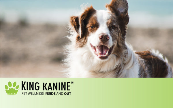 Dog Overdose On Cbd Oil