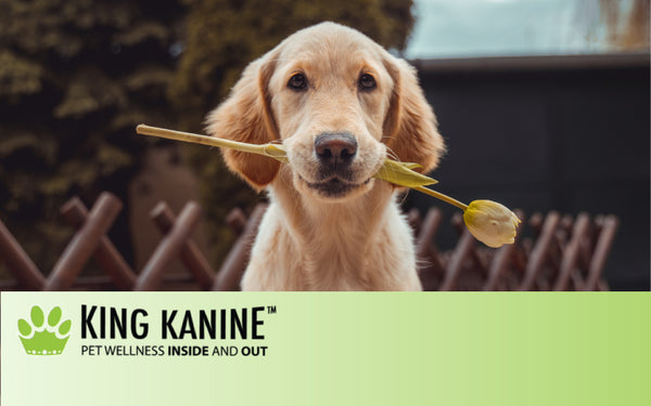 How Does Topical CBD Work? Will It Help Give Relief To Dogs?