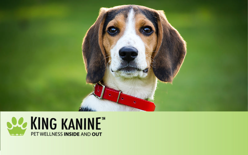 King Kanine Pet Wellness