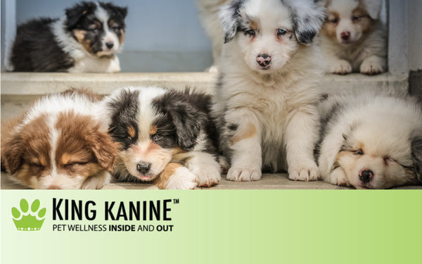 King Kanine Pet Wellness