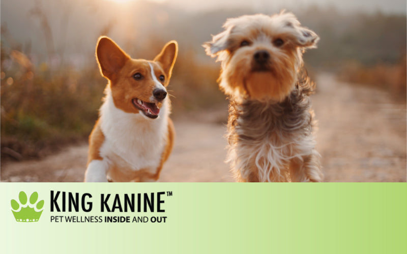 Cbd Oil For Dogs Allergies