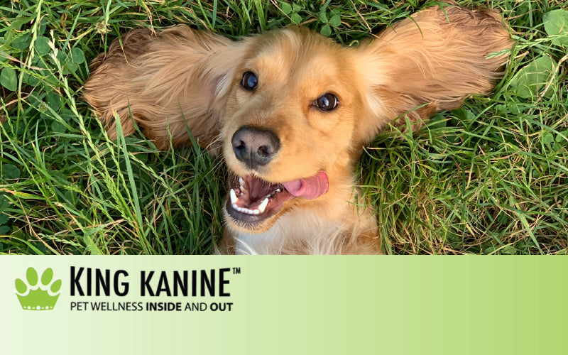 CBD Guide For Puppies: Is CBD Safe For Puppies?