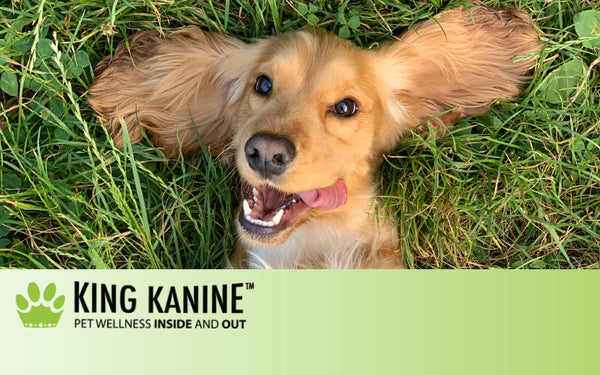 CBD Guide For Puppies: Is CBD Safe For Puppies?