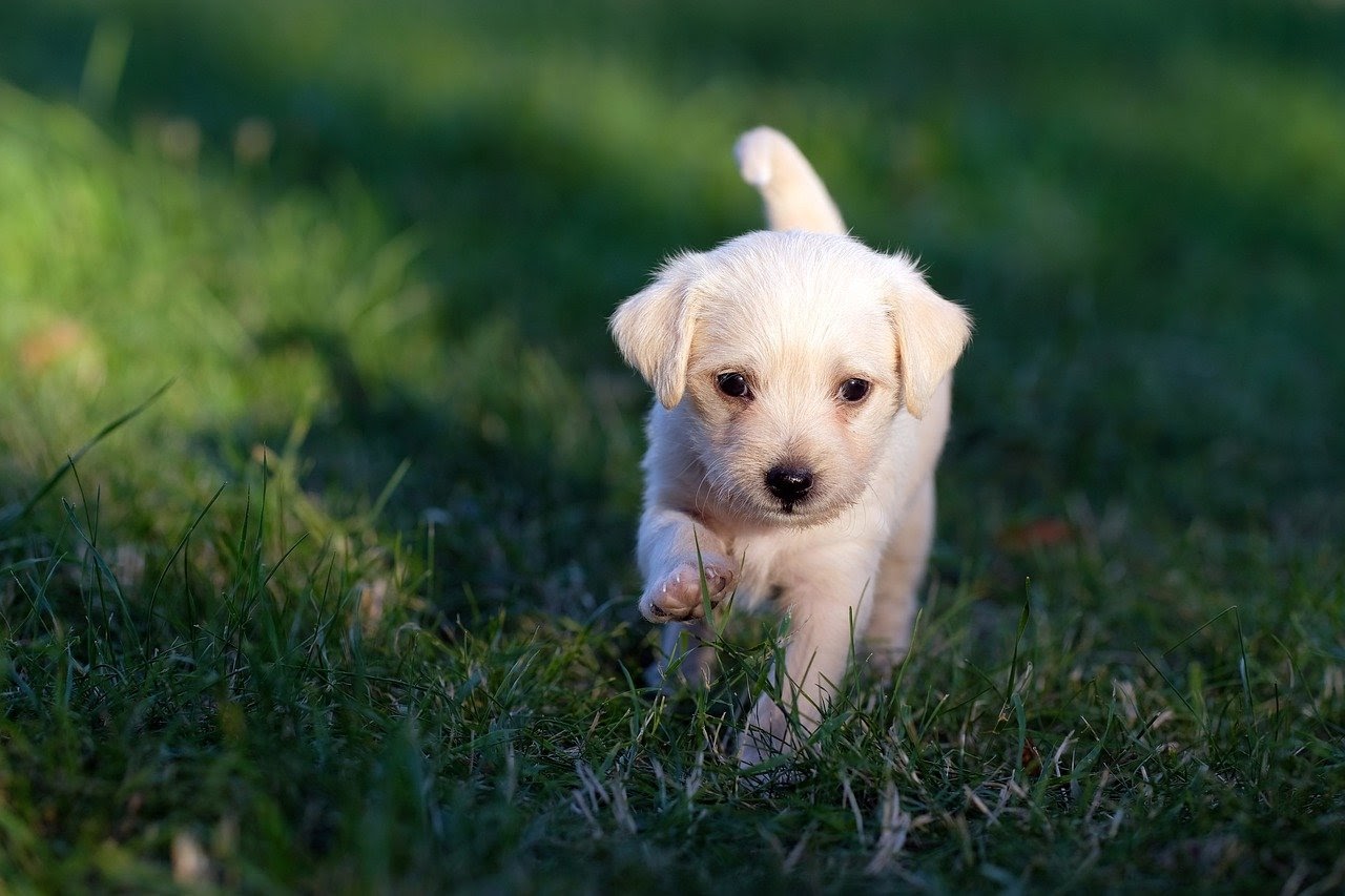 Behaviors to look out for in a new puppy