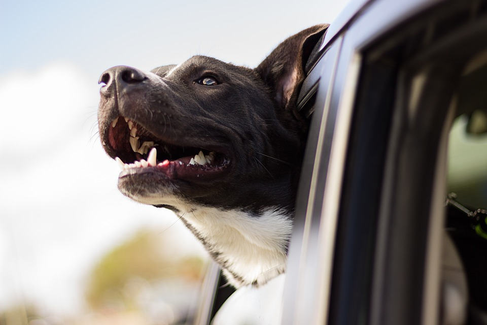 The Complete Guide to Holistic Pet Care