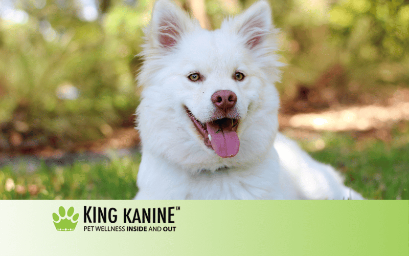 Topical Cbd For Dogs