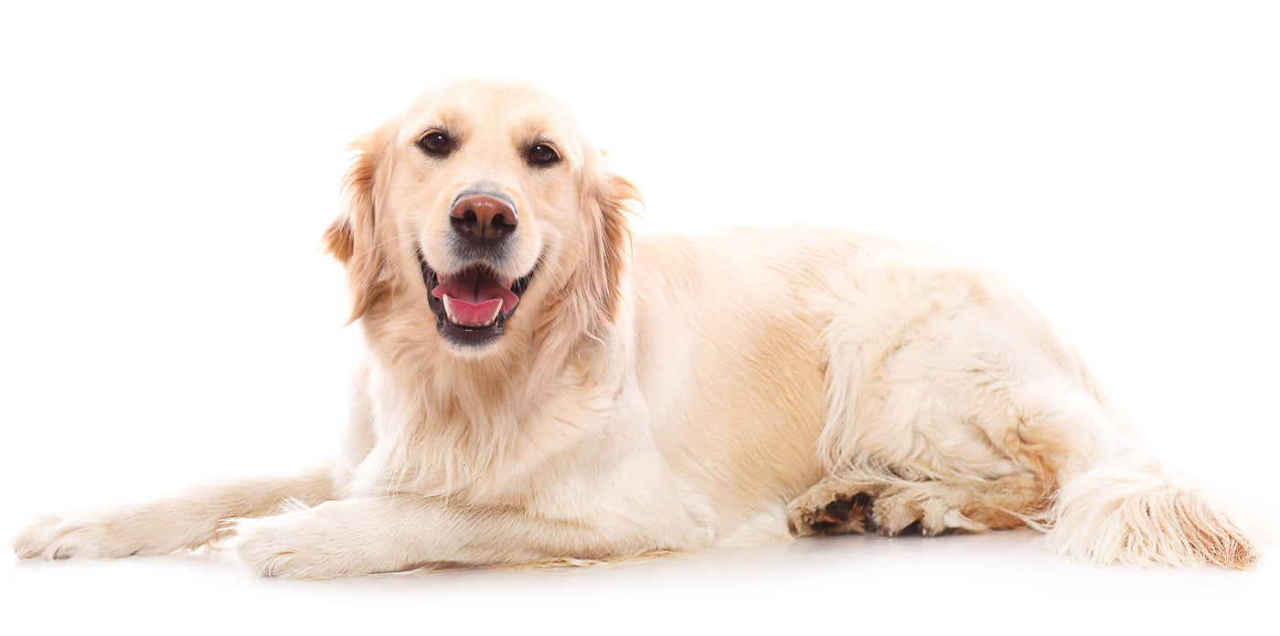 Ask a Veterinarian at Your Pet’s Next Visit