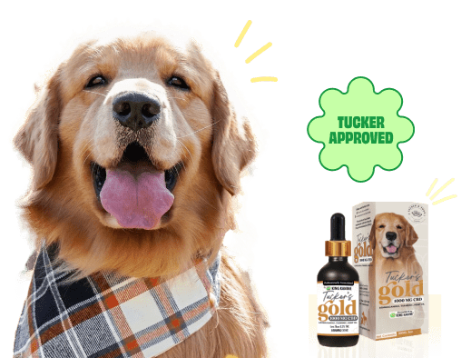 Discover Tucker’s Gold 1000Mg of bliss