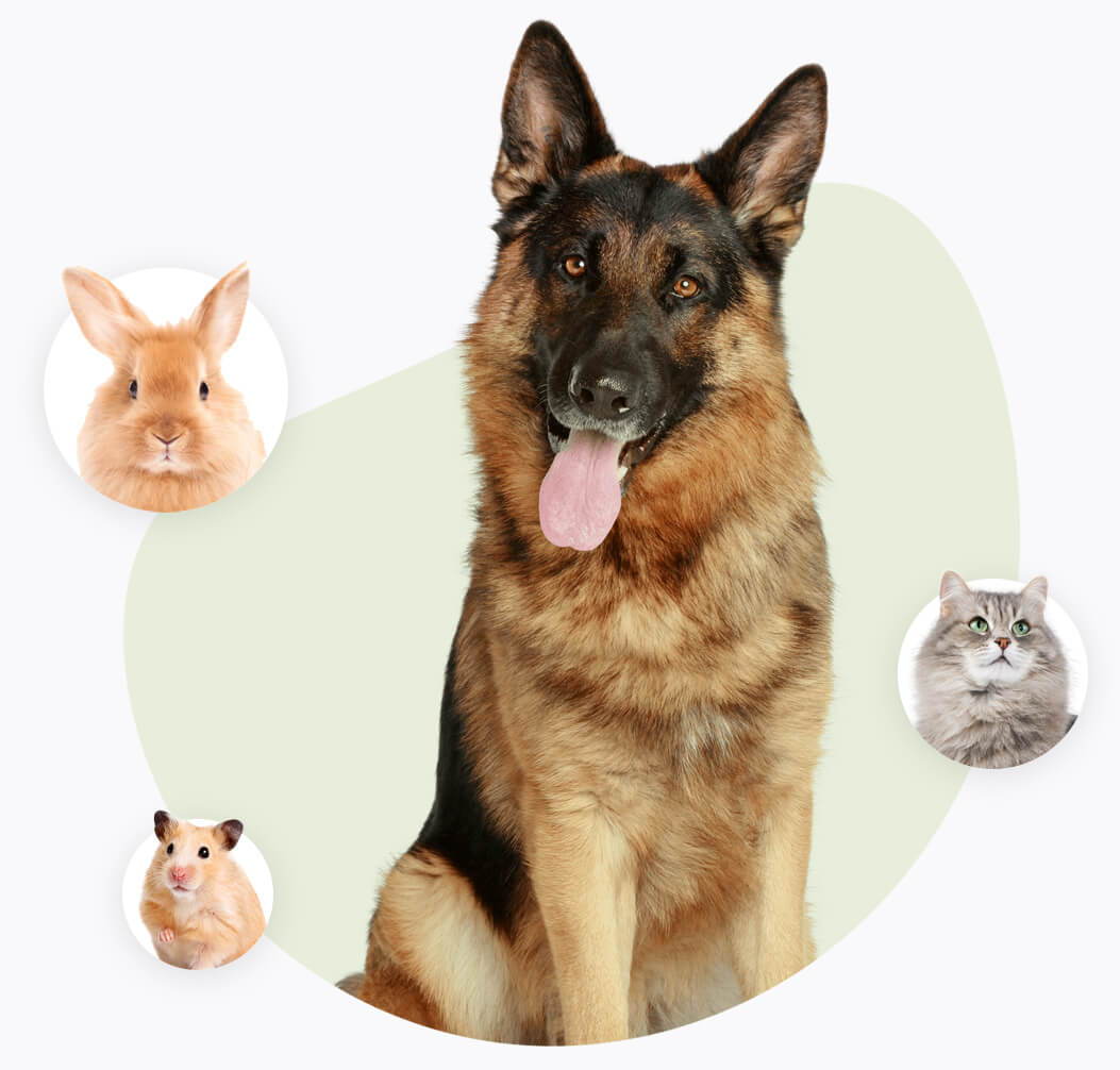 Dog with Furry Friend