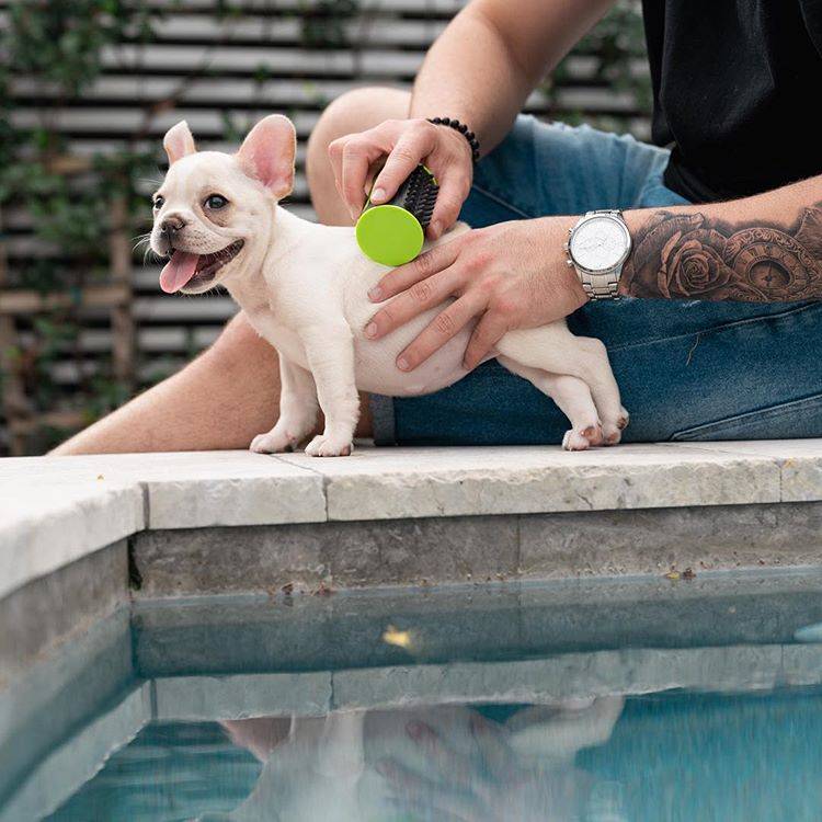 The Ultimate Deshedding Tool For Small Dog