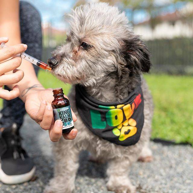 Dog King Kalm 75 mg Supplement