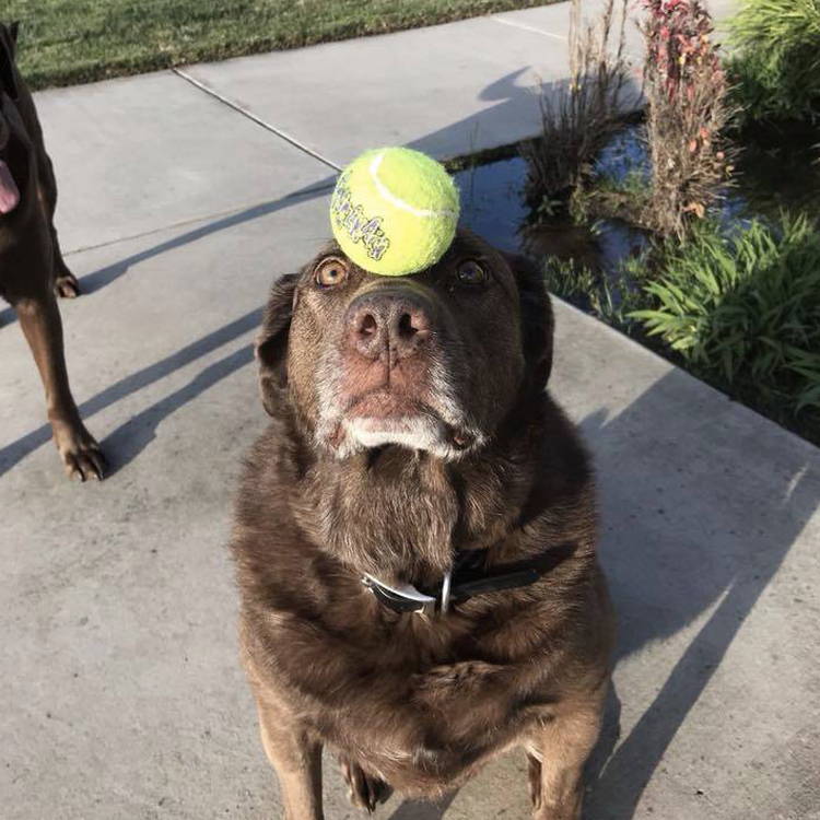 Dog With Ball