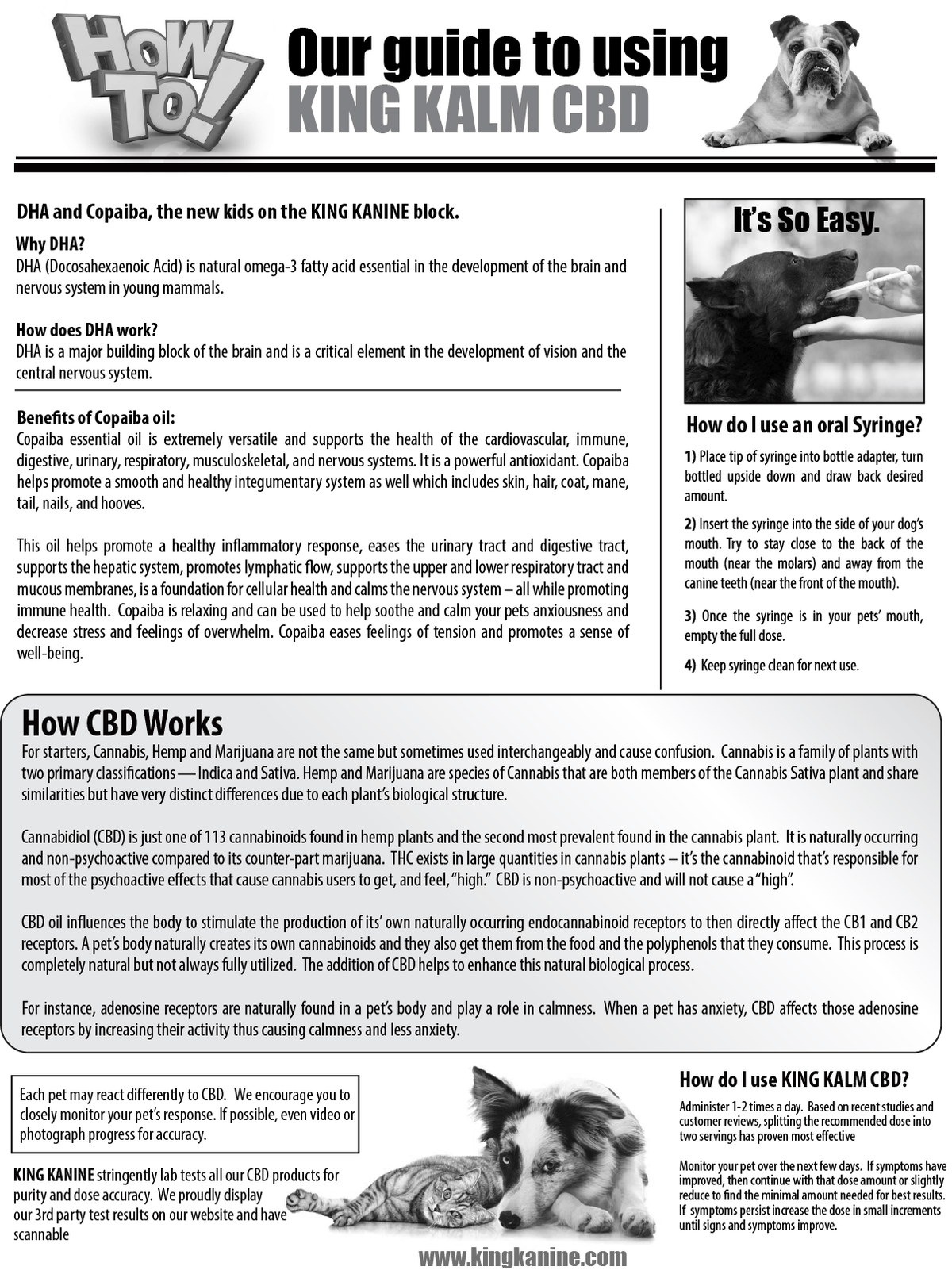 600mg CBD For Dogs Tampa